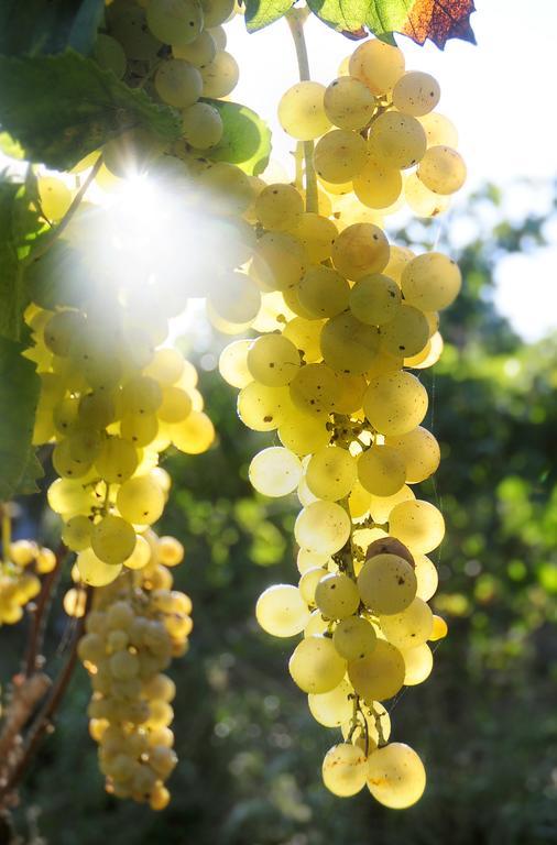 Albergo 'La Vigna' Procida Buitenkant foto