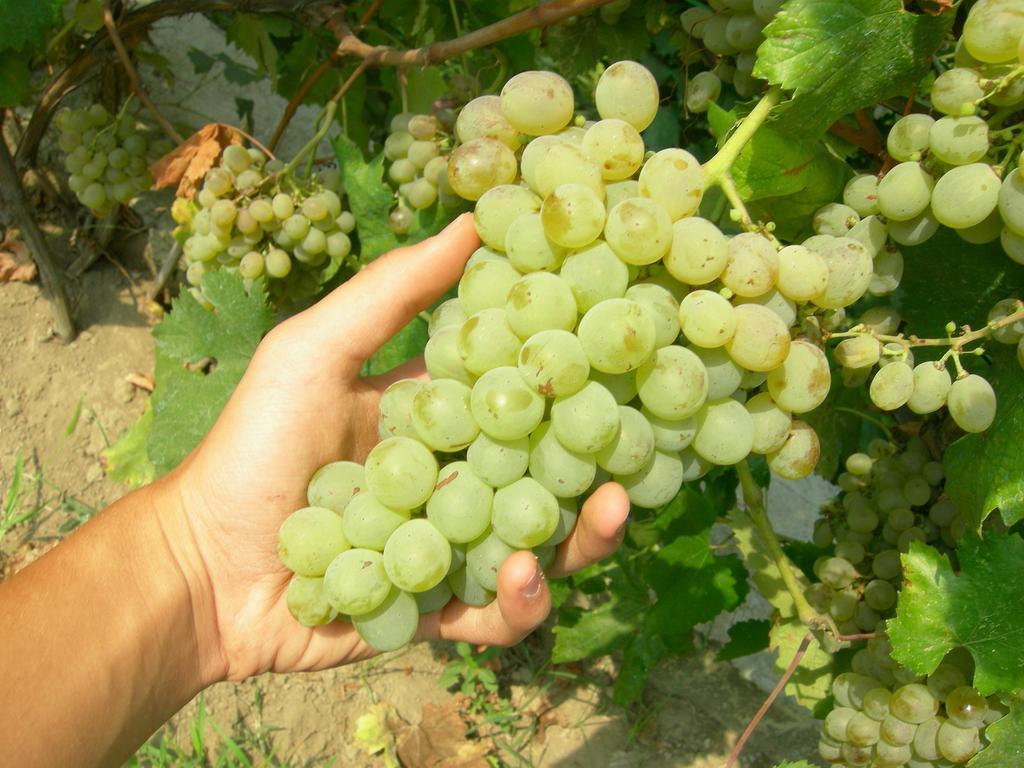 Albergo 'La Vigna' Procida Buitenkant foto